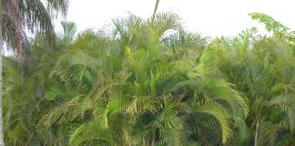 Уход и выращивание пальмы арека в домашних условиях