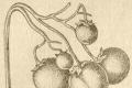 Морфологические особенности картофеля Картофель – описание и внешний вид