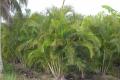 Уход и выращивание пальмы арека в домашних условиях