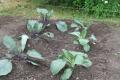 Капуста кольраби - выращивание и уход, секреты хорошего урожая Окучивание капусты в открытом