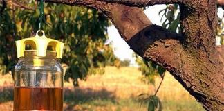 Как защитить плоды вишни и черешни от вишневой мухи?